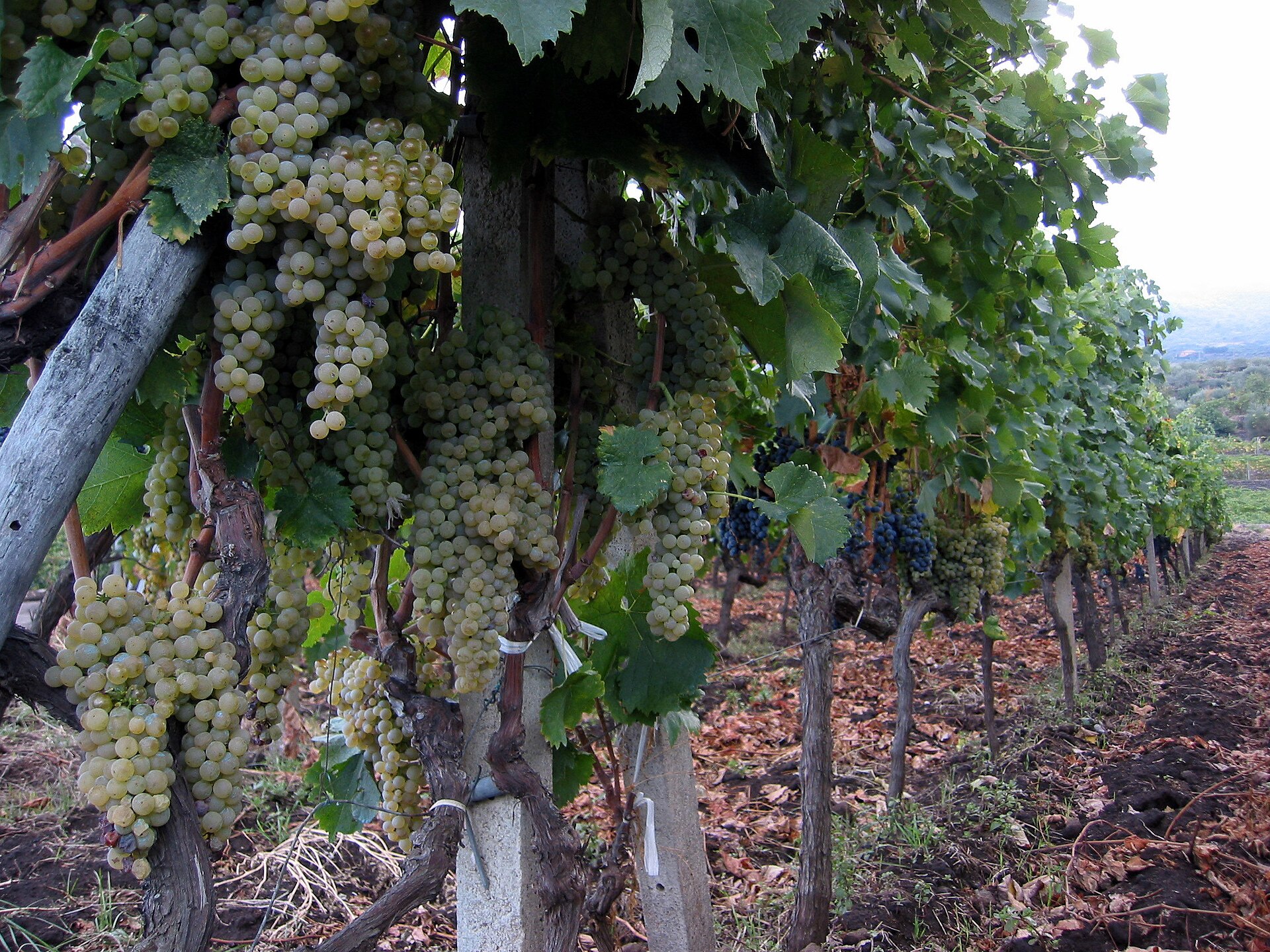 Vineyards near Passopisciaro on Mount Etna’s northern slope