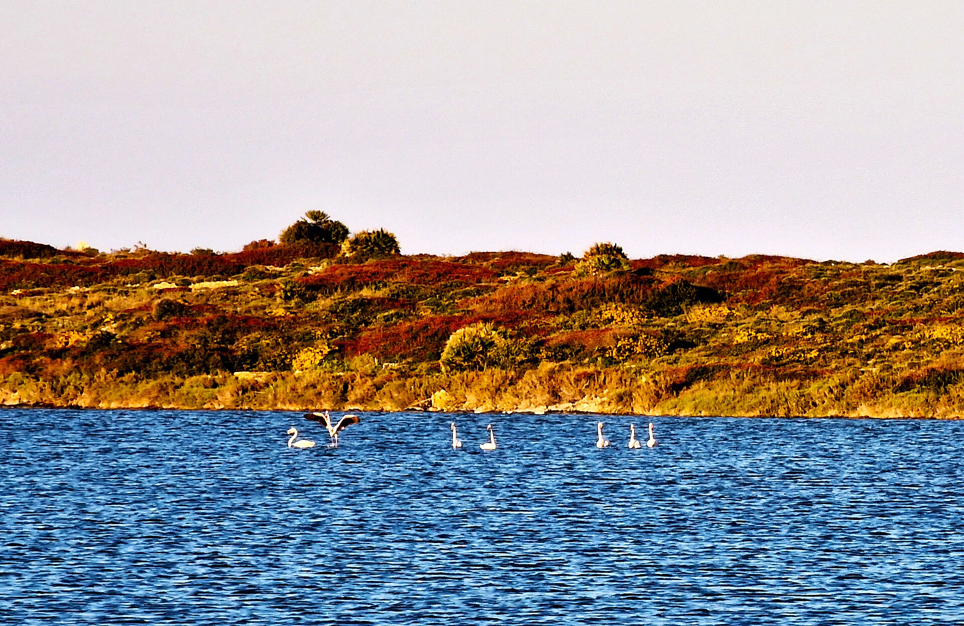 Flamingos in the shallow wetlands of the Vendicari reserve